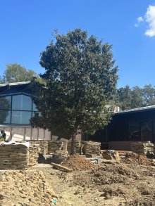 Storybook Tree Flies Over Lower School