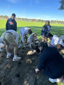 FWCD Daffodil Garden Plants 2,000th  Bulb